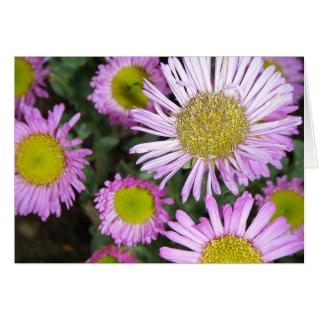 "Springtime chez moi" (Devant Horizontal)