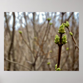 Springtime [Drucken] Poster