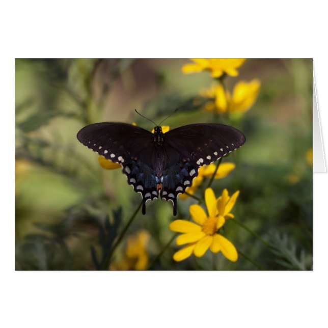 Springtime Frack Butterfly (Vorderseite (Horizontal))