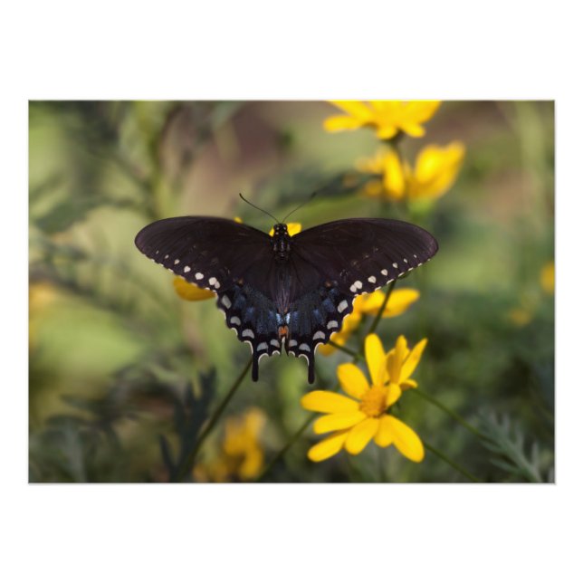 Springtime-Frack Fotodruck (Vorne)
