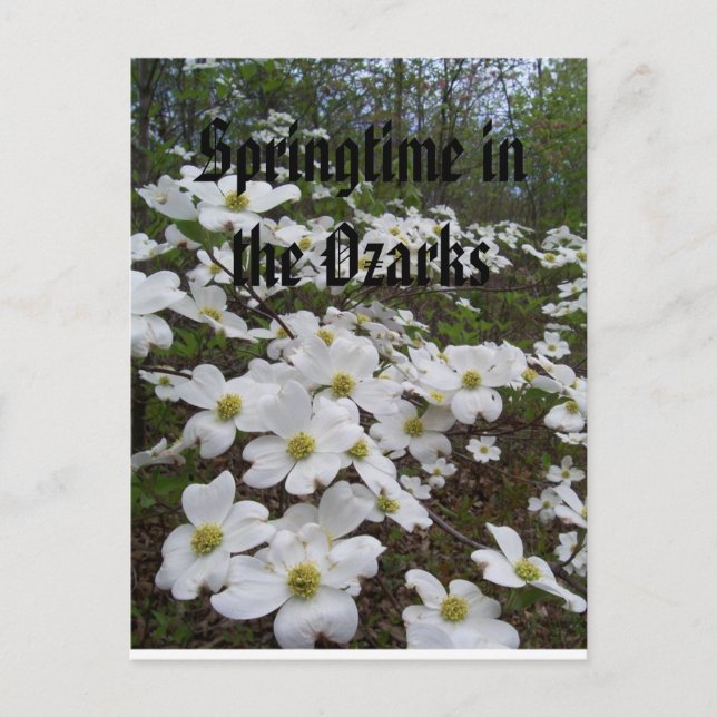 Springtime in den Ozarks Postkarte (Vorderseite)