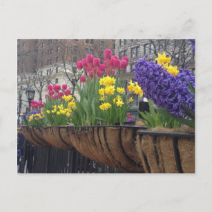 Springtime in Greeley Square NYC Blume New York Postkarte