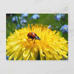 Springtime Ladybird auf Dandelion Postkarte