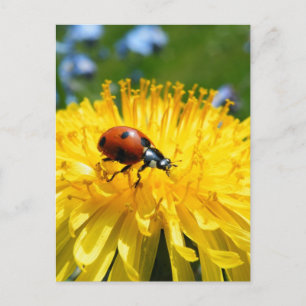 Springtime Ladybird auf Dandelion Postkarte