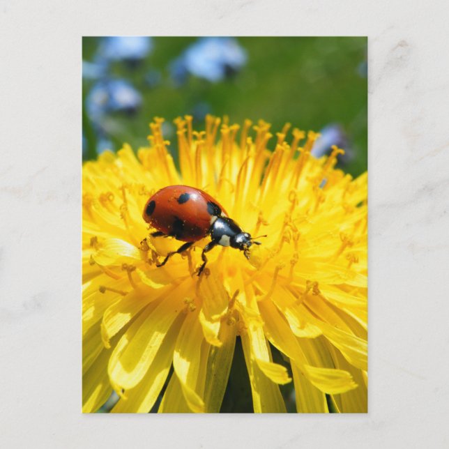 Springtime Ladybird auf Dandelion Postkarte (Vorderseite)
