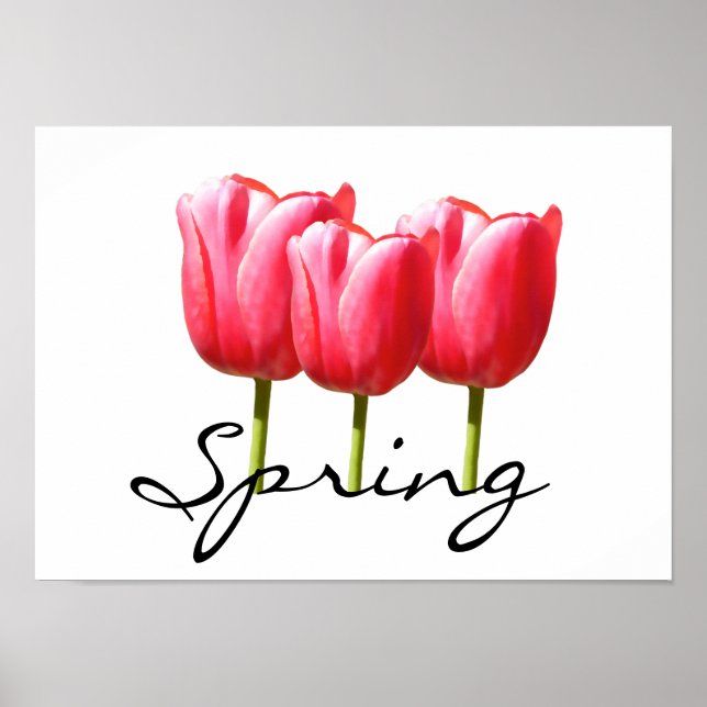 Springy Tulips Poster (Vorne)