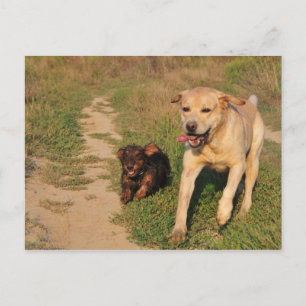 Sprint Fun Labrador et Dachhund carte postale