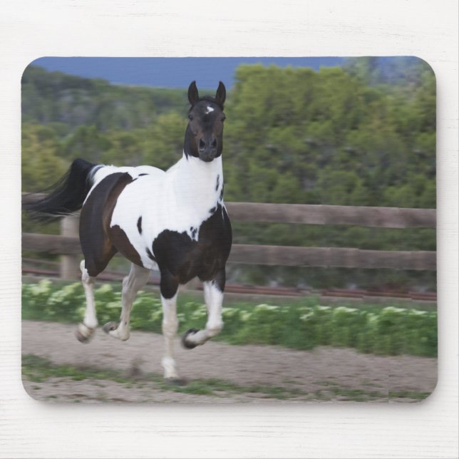 Spritzen der Farben-Pferdebetrieb Mousepad (Vorne)