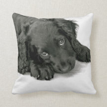 Sprocker Spaniel Dave