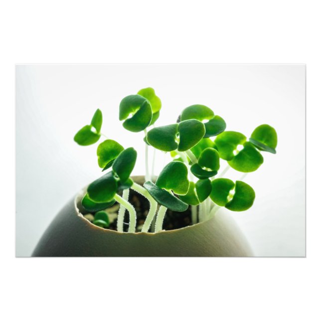 Sprouting Fotodruck (Vorne)