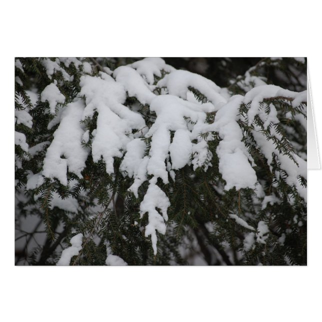 Spruce (Vorderseite (Horizontal))