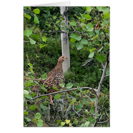 Spruce Grouse 2 - 5 Zoll x 7" Kunstkarte