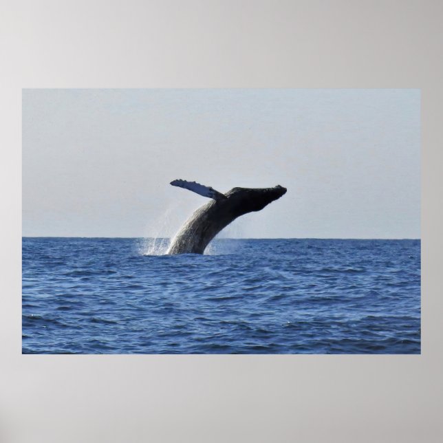 Sprung Humpback Poster (Vorne)