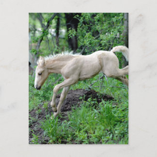 SprungColt Postkarte