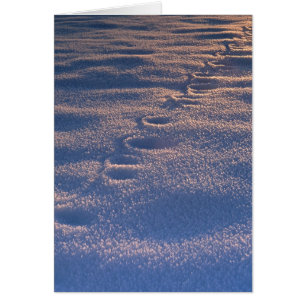 Spuren im Schnee