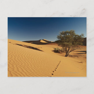 Spuren in der Wüstenlandschaft Namib Postkarte