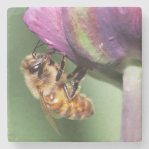 Spürende kleine Biene Steinuntersetzer