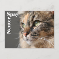 Spy/Neuter
