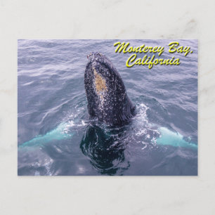 Spyhopping Humpback Monterey Bay Postcard Postkarte