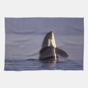 Spyhopping Orca Killer Whale (Orca Orcinus) in der Geschirrtuch