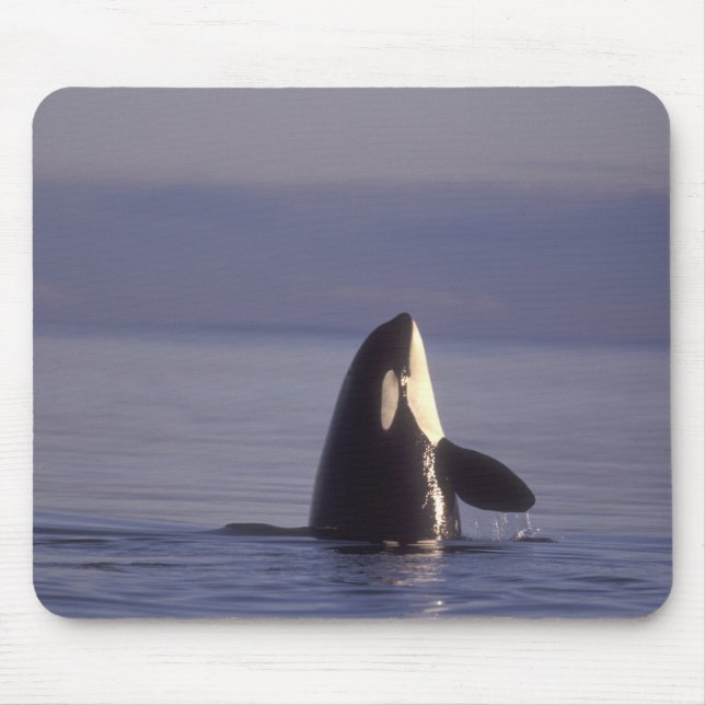 Spyhopping Orca Killer Whale (Orca Orcinus) in der Mousepad (Vorne)