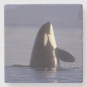Spyhopping Orca Killer Whale (Orca Orcinus) in der Steinuntersetzer