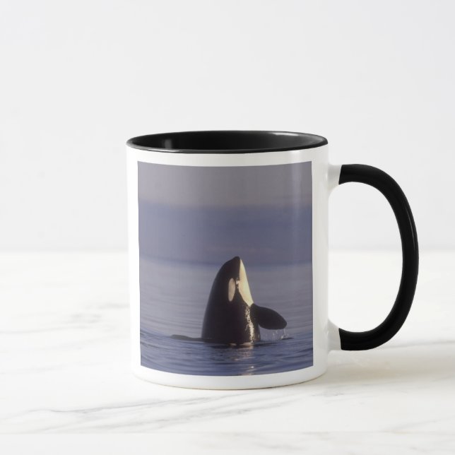 Spyhopping Orca Killer Whale (Orca Orcinus) in der Tasse (Rechts)