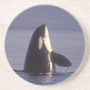 Spyhopping Orca Killer Whale (Orca Orcinus) in der Untersetzer