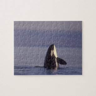 Spyhopping Orca Schwertwal (Orca orcinus) in der N