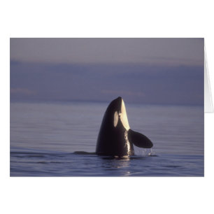 Spyhopping Orca Schwertwal (Orca orcinus) nahe