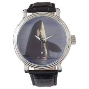 Spyhopping Orca Schwertwal (Orca orcinus) nahe Armbanduhr