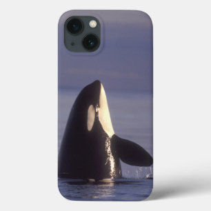 Spyhopping Orca Schwertwal (Orca orcinus) nahe title_seo2