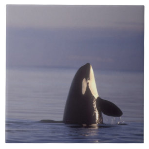 Spyhopping Orca Schwertwal (Orca orcinus) nahe Fliese
