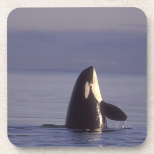 Spyhopping Orca Schwertwal (Orca orcinus) nahe Getränkeuntersetzer