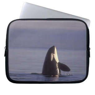 Spyhopping Orca Schwertwal (Orca orcinus) nahe Laptopschutzhülle