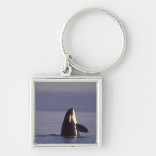 Spyhopping Orca Schwertwal (Orca orcinus) nahe Schlüsselanhänger