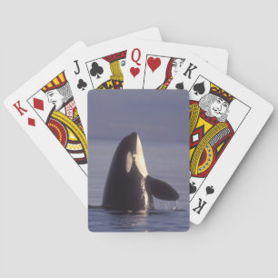 Spyhopping Orca Schwertwal (Orca orcinus) nahe Spielkarten