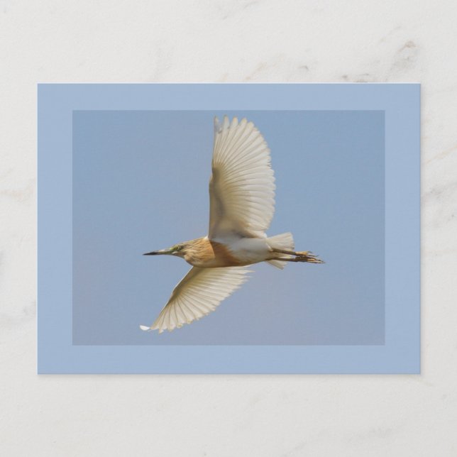 Squacco Reiher Postkarte (Vorderseite)