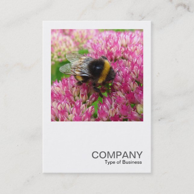 Square Foto 0342 - Hummel Bee on Sedum Visitenkarte (Vorderseite)