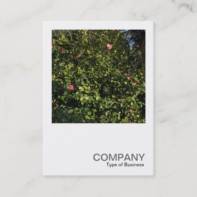 Square Foto 0396 - Red Camellia Bush Visitenkarte (Vorderseite)