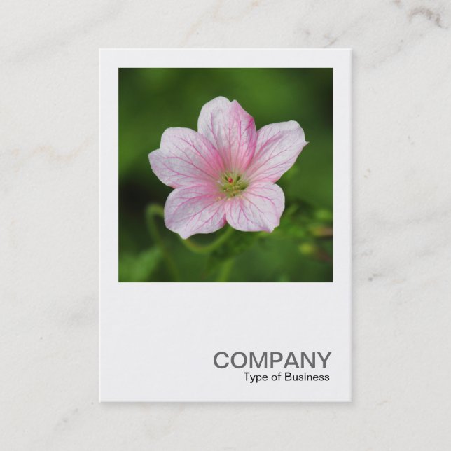Square Foto 0419 - Geranium Visitenkarte (Vorderseite)