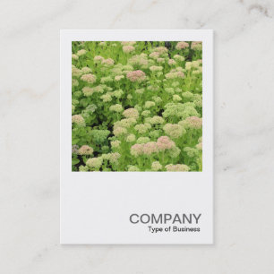 Square Foto 0426 - Sedum (Herbstfreude) Visitenkarte