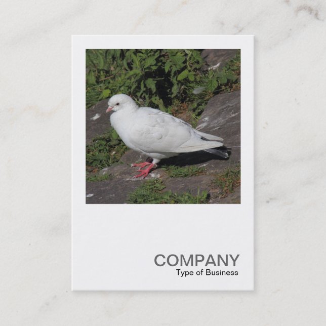 Square Foto 0452 - White Pigeon Visitenkarte (Vorderseite)