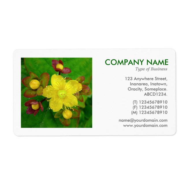 Square Foto - Hypericum perforatum (Vorne)