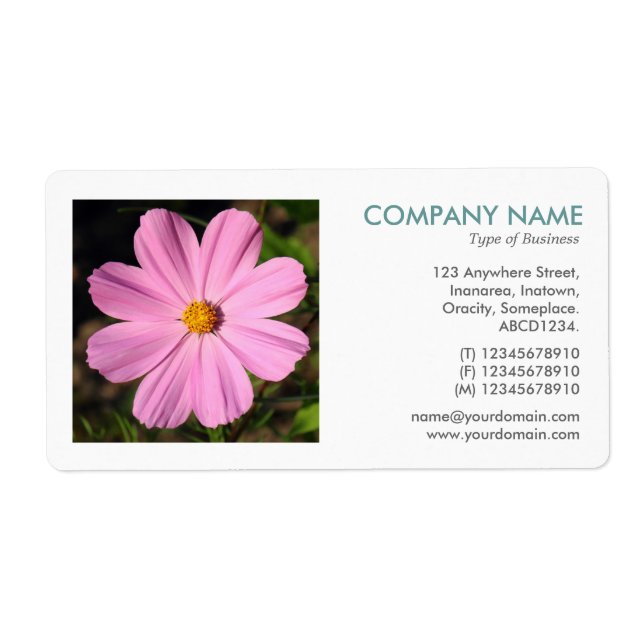 Square Foto - Rosa Kosmos (Vorne)