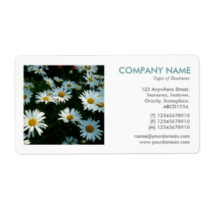 Square Foto - Shasta Daisies