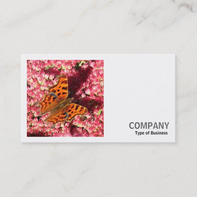 Square Foto (v2) - Comma Butterfly on Sedum Visitenkarte (Vorderseite)