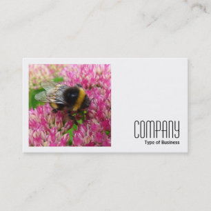 Square Foto (v2) - Hummel auf Sedum Visitenkarte