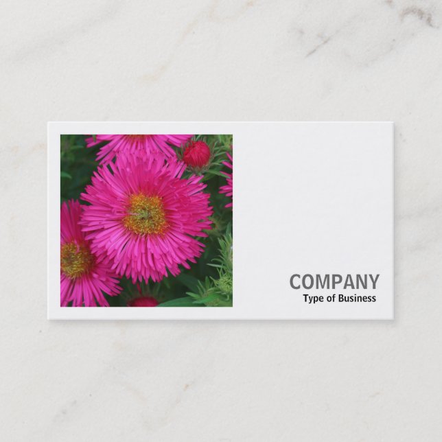 Square Foto (v2) - Michaelmas Daisies 03 Visitenkarte (Vorderseite)