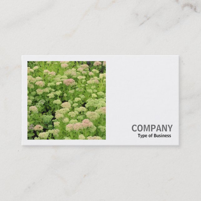 Square Foto (v2) - Sedum (Herbstfreude) Visitenkarte (Vorderseite)